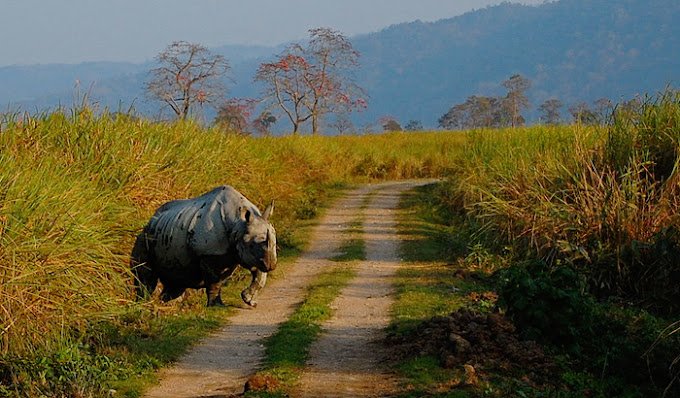 Day01:GUWAHATI– KAZIRANGA NATIONAL PARK